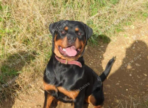 ROTTWEILER AVAILABLE FOR STUD