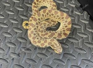 Red line Hognose female and full set up