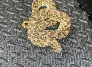 Red line Hognose female