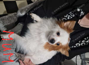Pomeranian puppy(small breed)
