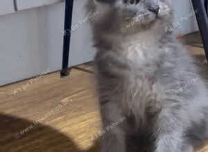 Maine Coon Kittens *Ready to leave