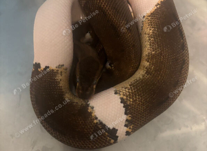 Multiple ball python sale