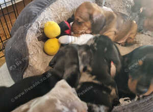 Miniature smooth dachshund puppies pra clear parents