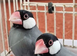 Java finches for sale