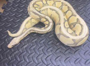 Super pastel desert ghost female