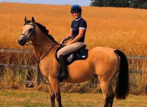 Arab X 15.1 13 years old Gelding