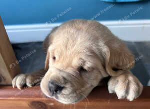 CANE CORSO PUPPIES LOOKING FOR THEIR FOREVER HOMES