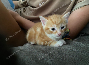 Kittens for sale