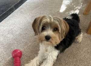 10 month old - Biewer Terrier