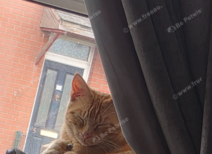 Ginger cat