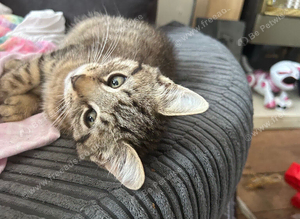 Playful Kittens