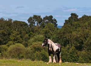 The most lovely mare you will ever meet