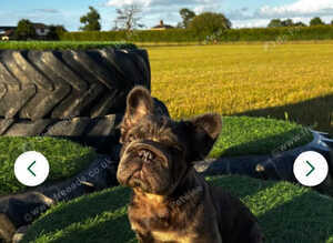 Rope nose fluffy French bulldog