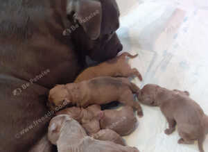 American bully s standard looking for there forever Holmes