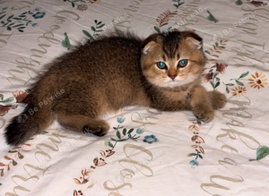 Scottish Fold Golden
