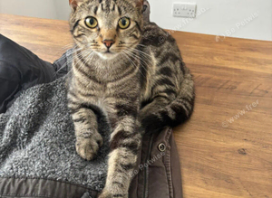 Meeko is missing