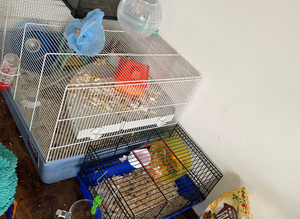 Cage