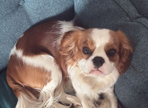 Cavalier King Charles Spaniel - Available for Stud