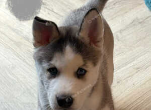 Siberian husky puppies
