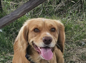 working cocker spaniel