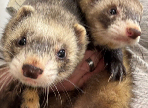 Two boys ferrets