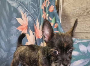 Chihuahua x westie