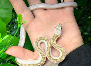 White Sided Black Rat Snake at Birmingham Reptiles