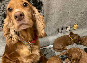 Rare tiny Asian poodle cross deep red puppies