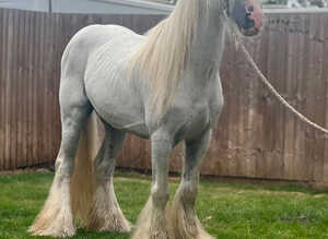 13hh riding gelding