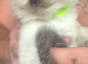 colour point ragdoll kittens only 2 left