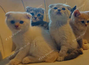 5 handsome boys in Bradford