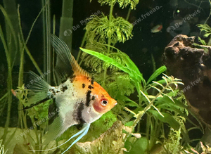 3 Angel fish