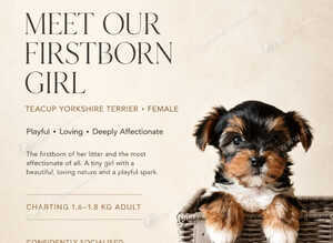 TEACUP TINY yorkie puppies charting 1.5-1.8kg