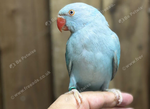 Baby ring neck