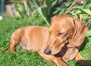 Our very dearest reggie lad may benefit from a lap he doesn't have to share