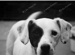 Jack Russel terrier up for stud