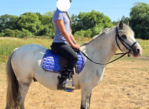 Springlane Mercury Registered Welsh Section A Gelding
