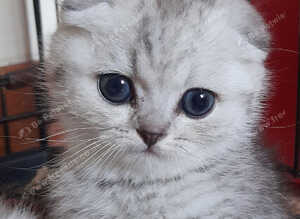 Fluffy Scottish folds