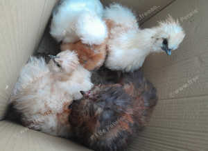 Silkies