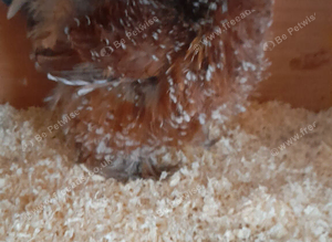 Pekin bantam chickens