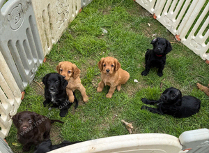 Sprokerpoos in Cornwall