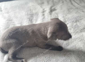 Blue Whippet Puppy's for sale