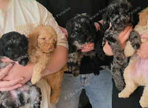 Cockapoo puppies