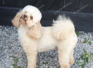 Proven toy poodle stud