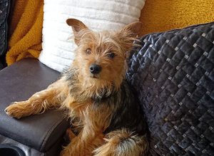Yorkshire terrier cross dashound cross jack russel
