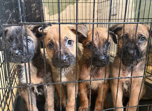German Shepard x cane corso