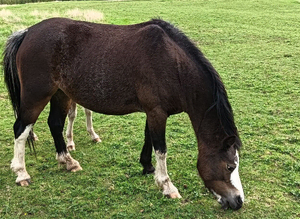 Welsh Section A Mare Elcon Amelie 5 years old.