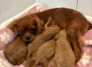 Cavapoo puppies F1