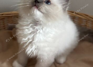 Stunning active female ragdoll available