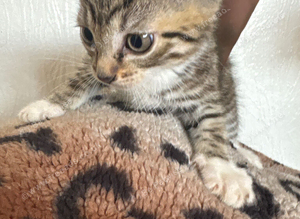Kitten for sale